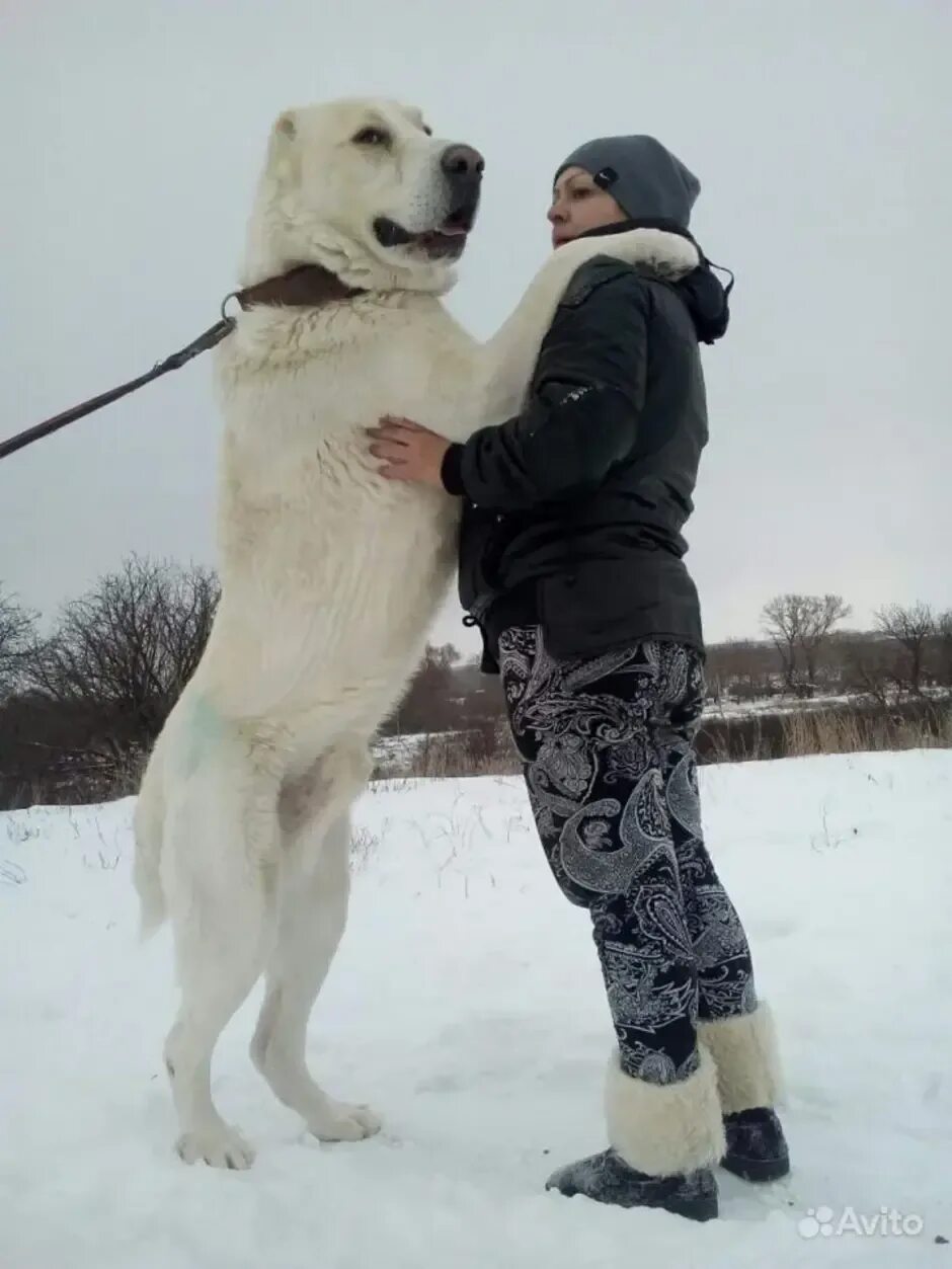 Алабая собака фото рост Вес взрослого алабая