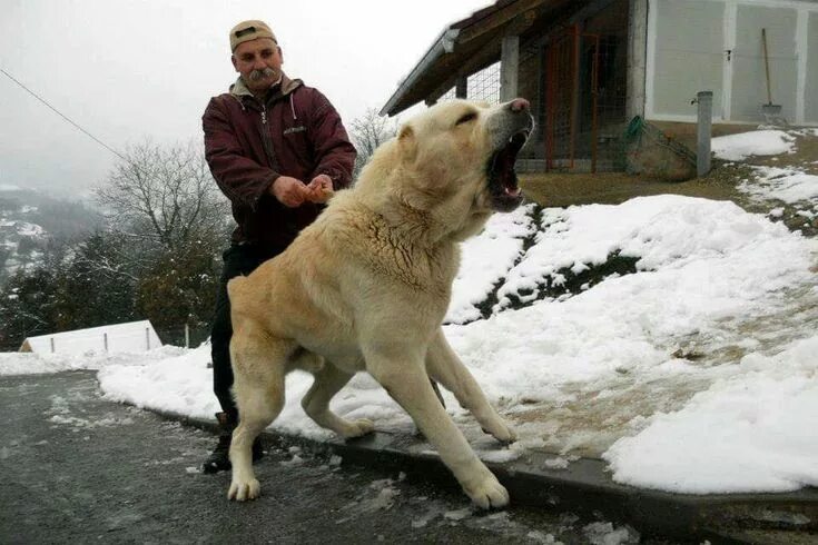 Алабая собака фото рост Pin en Dogs Razas de perros, Perros, Mascotas