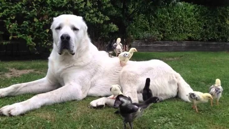 Алабая собака фото рост Pin on Köpekler Shepherd dog breeds, Asian dogs, Shepherd dog