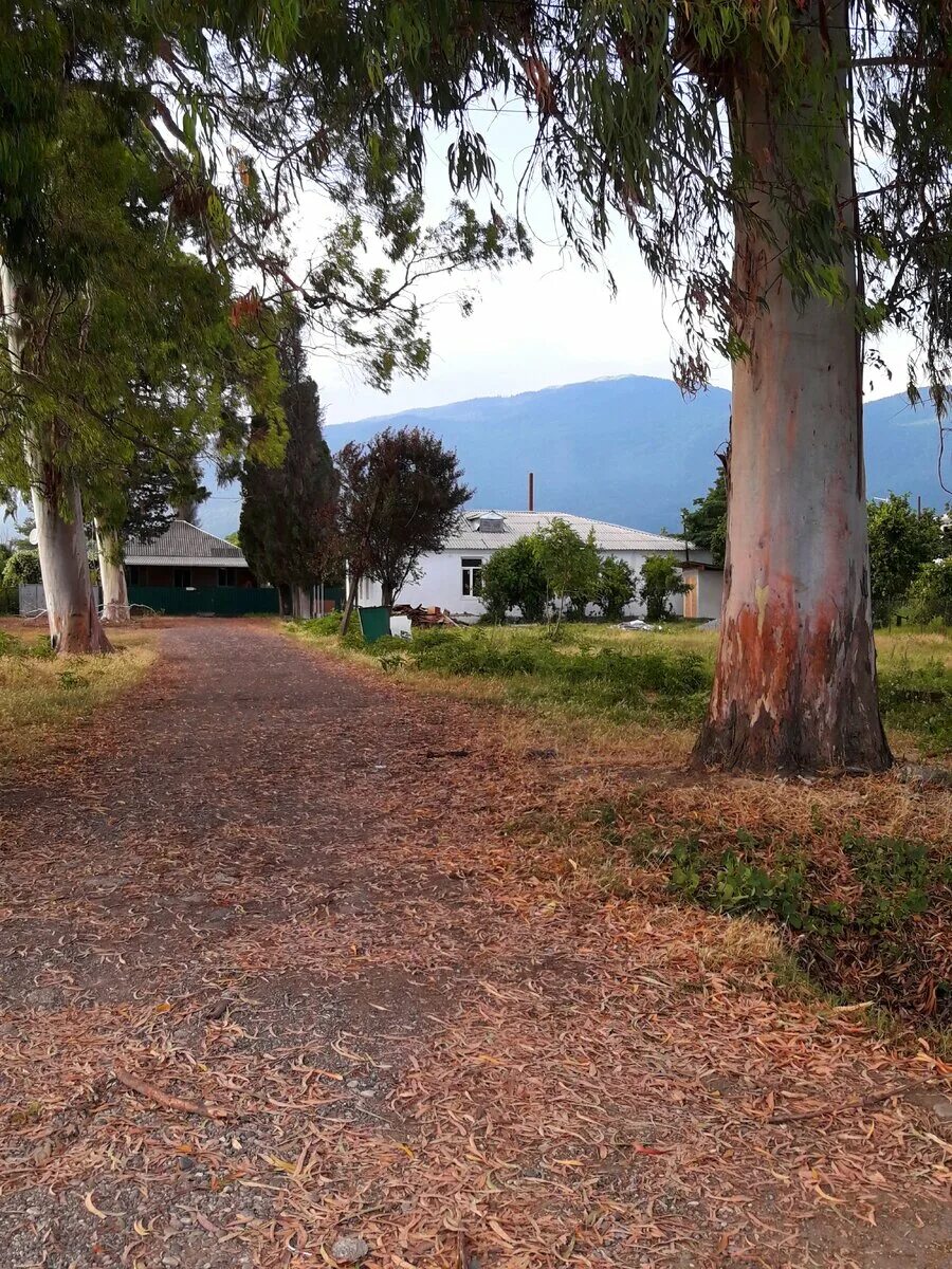 Алахадзе фото поселка Абхазскую Майю трудно забыть. И сейчас вспоминаю, как она вышла на улицу из дома