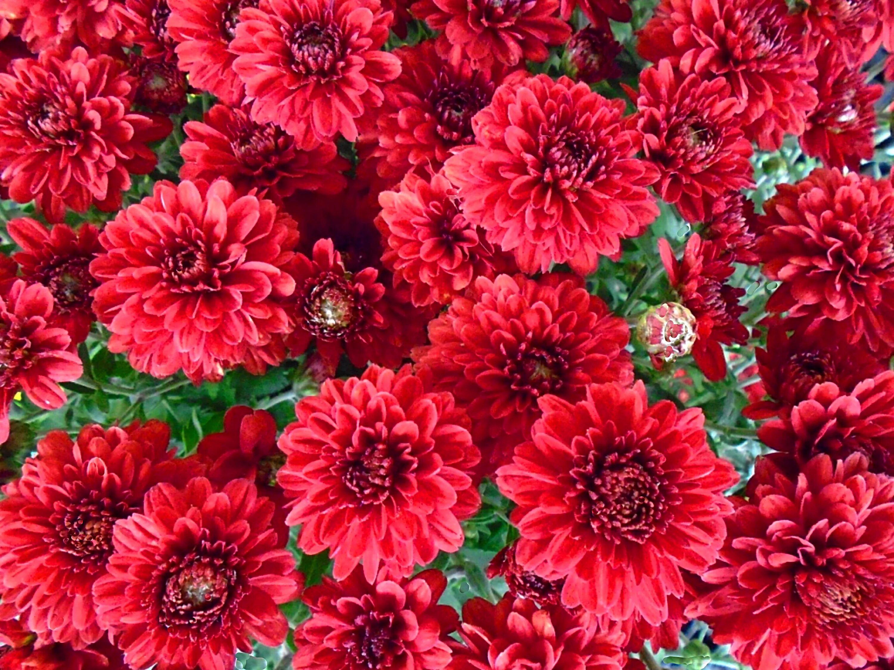 Алая хризантема фото A bouquet of beautiful red flowers free image download