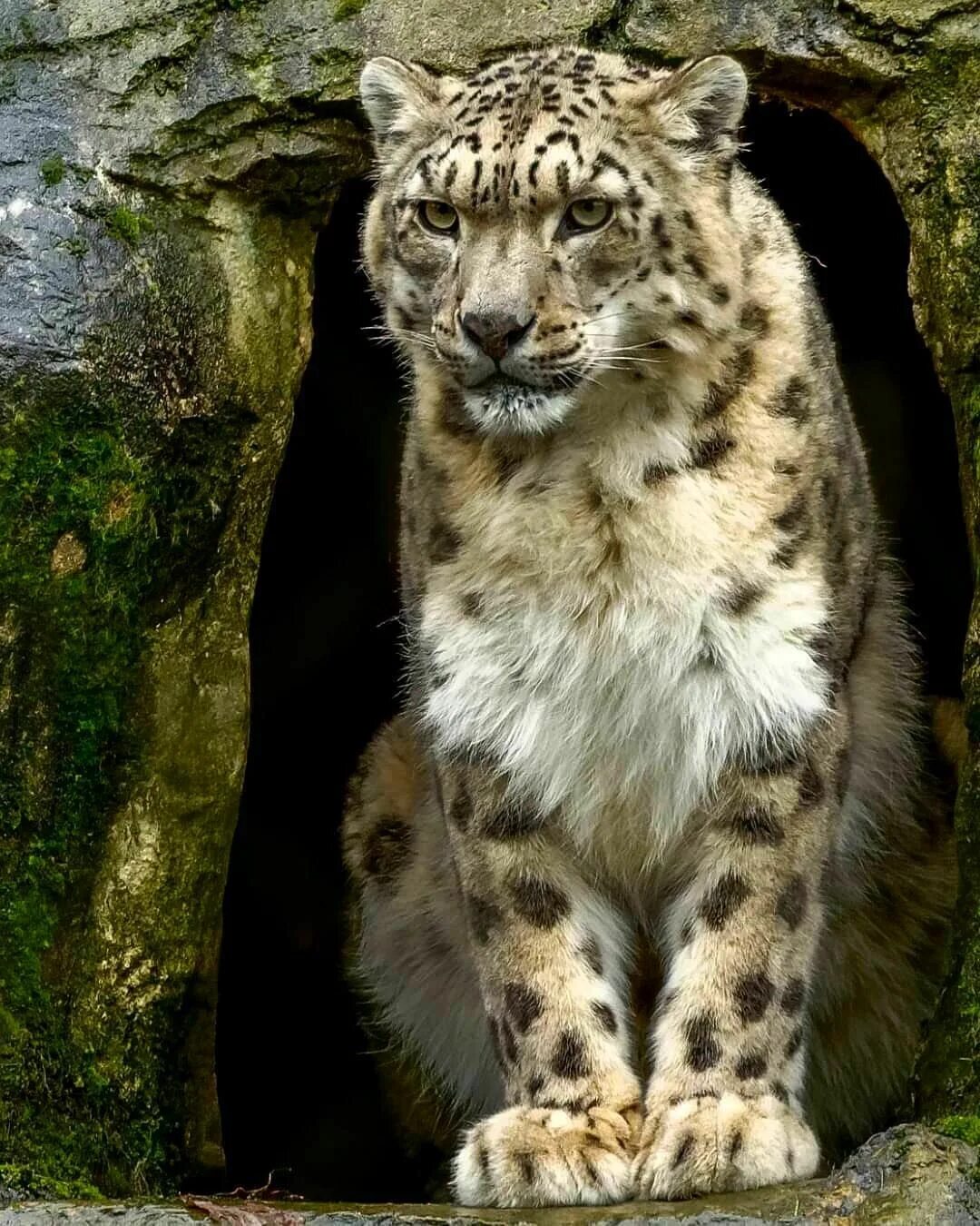 Алаз дикий фото Animal