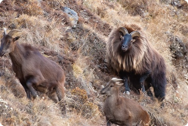 Алаз дикий фото Гималайский тар (лат. Hemitragus jemlahicus) Wildlife, Mountain ecosystem, Anima