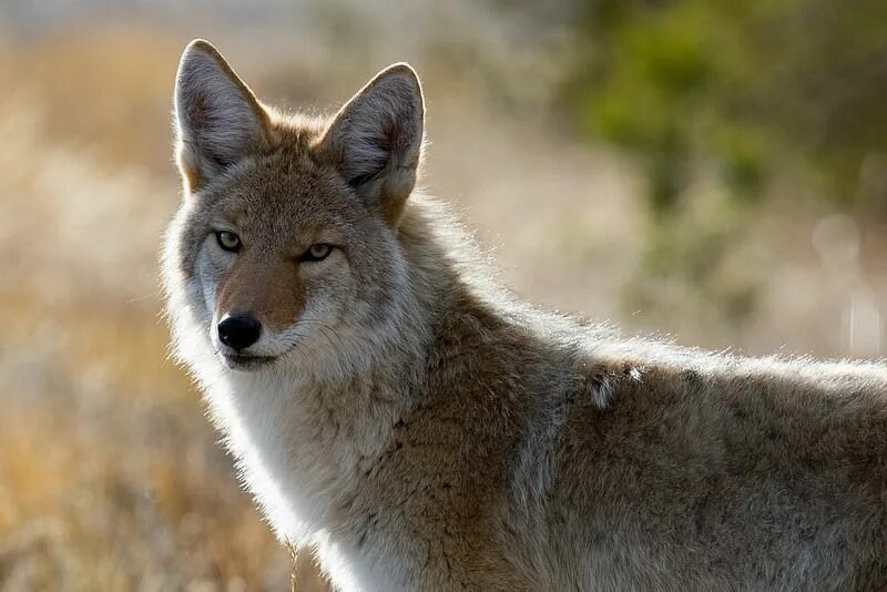 Алаз дикий фото Coyote Coyote, Wild dogs, Animals