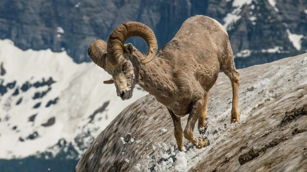Алаз дикий фото Video (U.S. National Park Service)