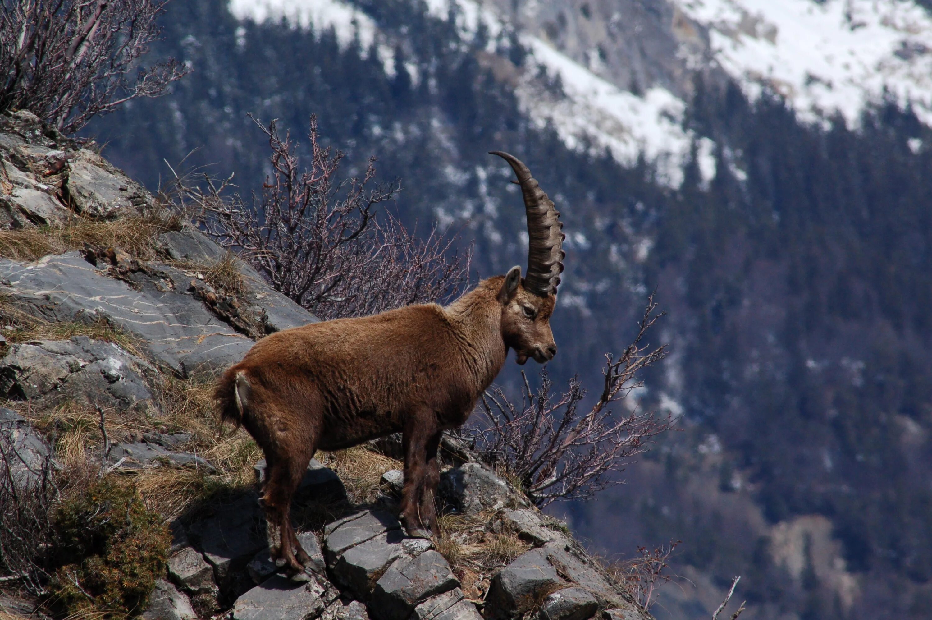 Алаз дикий фото Free Images : snow, wildlife, mammal, fauna, mountain goat, goats, chamois, bigh