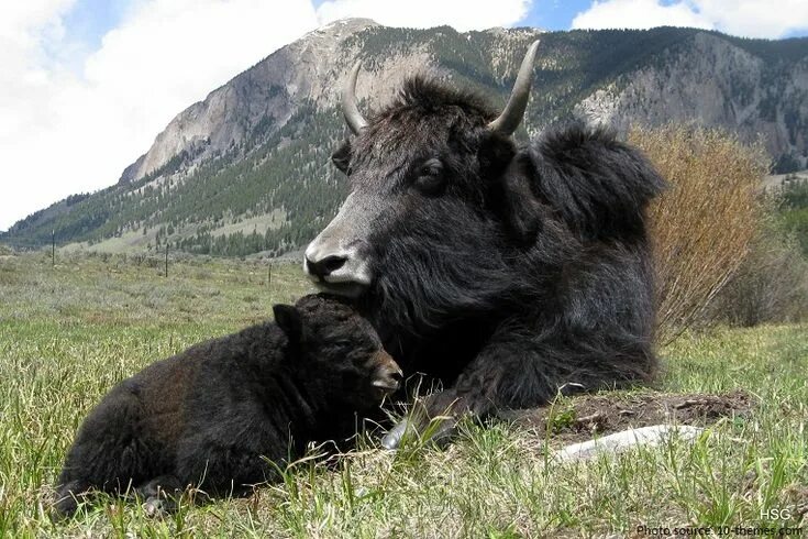 Алаз дикий фото Interesting facts about yaks Animals wild, Yak, Animal pictures