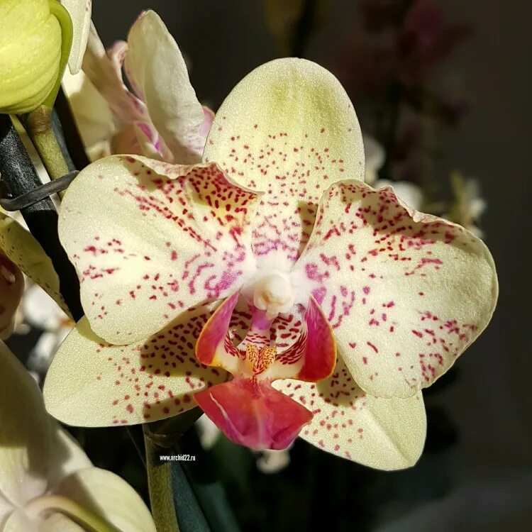 Албуфейра орхидея фото и описание Орхидея Phalaenopsis (отцвёл)