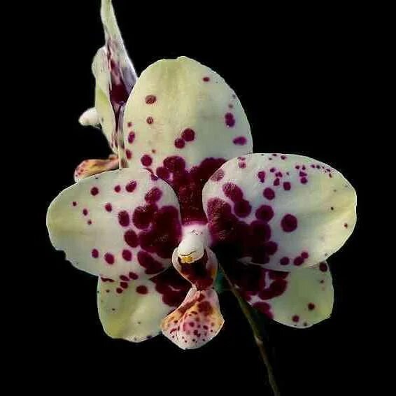 Албуфейра орхидея фото и описание 24 Types Perennial Phalaenopsis Orchid Flower Seeds, 100 Seeds / Pack, Rare Butt