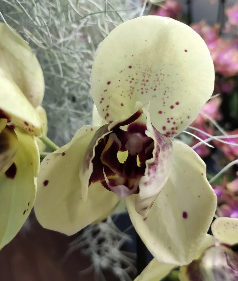Албуфейра орхидея фото и описание Орхидея Phalaenopsis Albufeira peloric (отцвел)