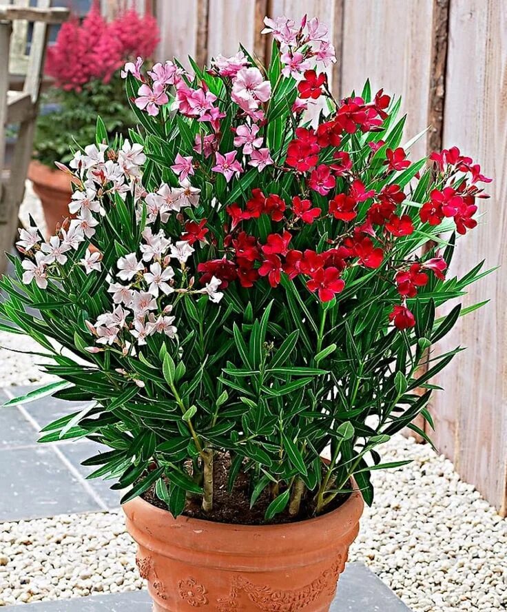 Алеандрум растение комнатный фото Красавец олеандр в горшке Jardinerie, Conseils de jardinage, Arbres et arbustes