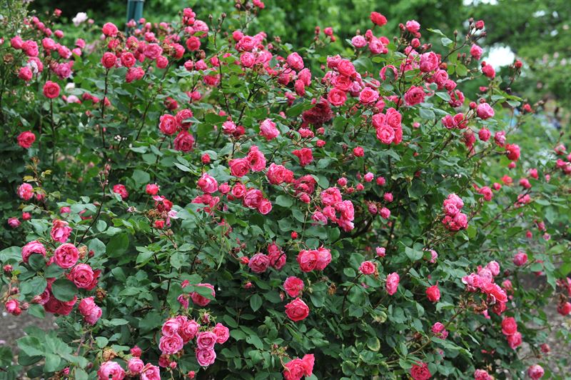 Александр маккензи фото Rosa 'Alexander Mackenzie' - Centre de Jardin Barbe