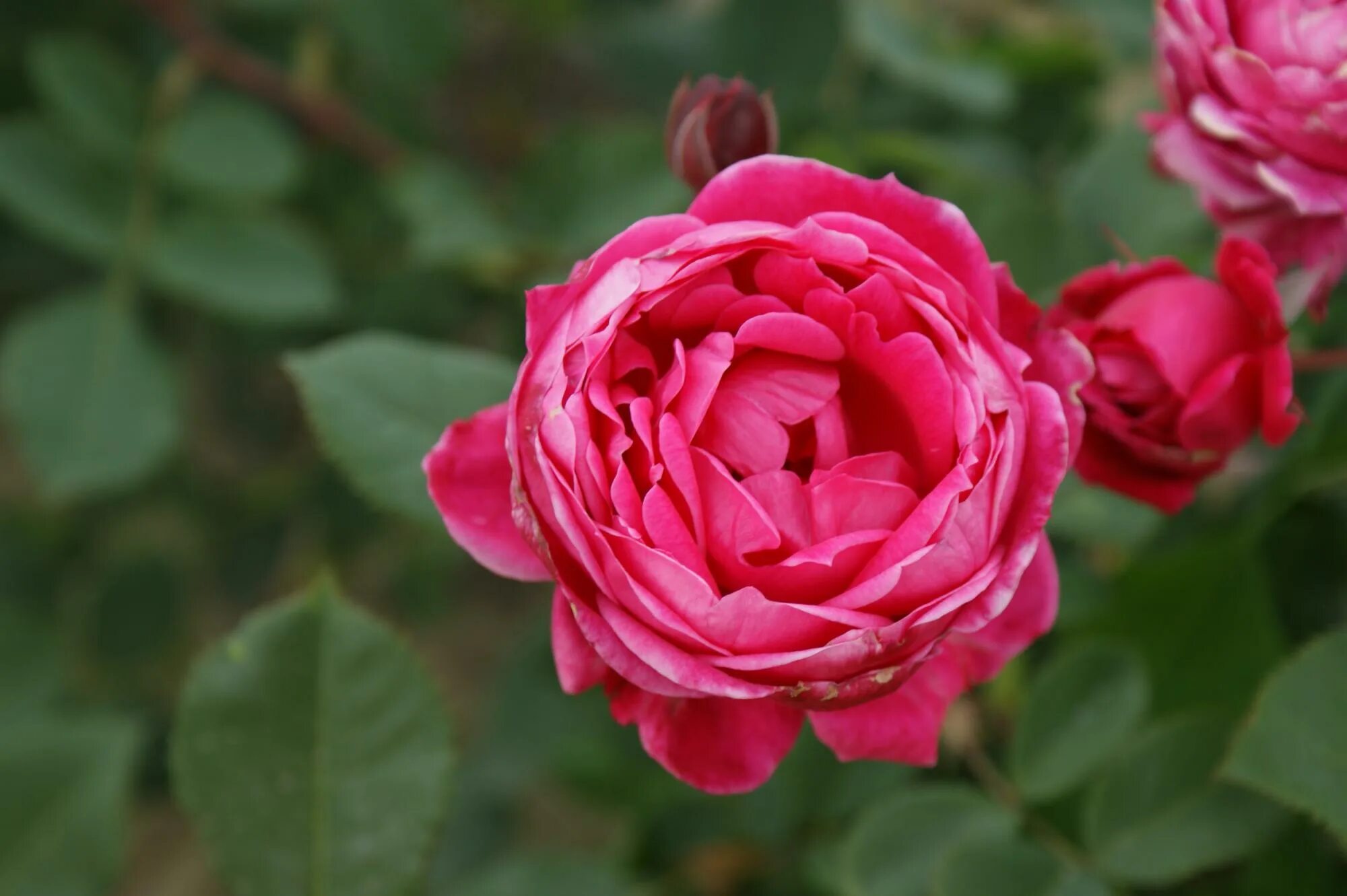 Александр маккензи фото Rosa Alexander Mackenzie