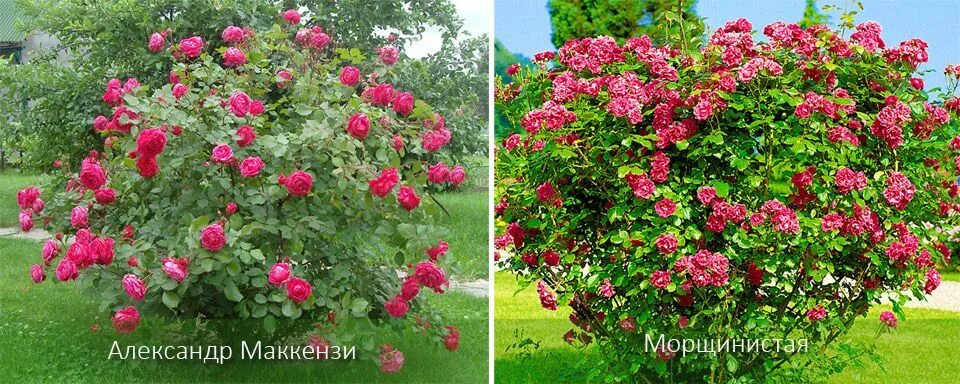 Александр маккензи фото и описание Роза александр маккензи описание фото - Arhids.ru