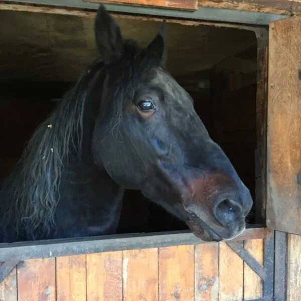 Алгус пушкинская ул 2 фото Алгус - Stable in Владикавказ
