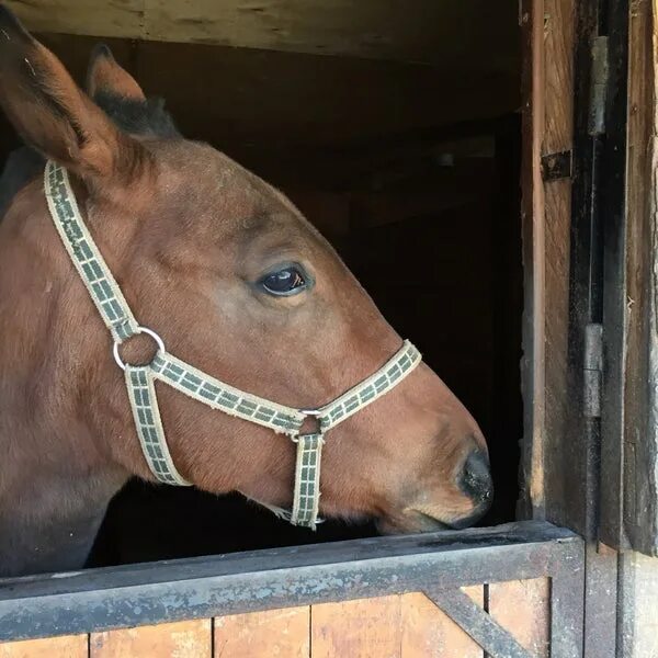 Алгус пушкинская ул 2 фото Алгус - Stable in Владикавказ