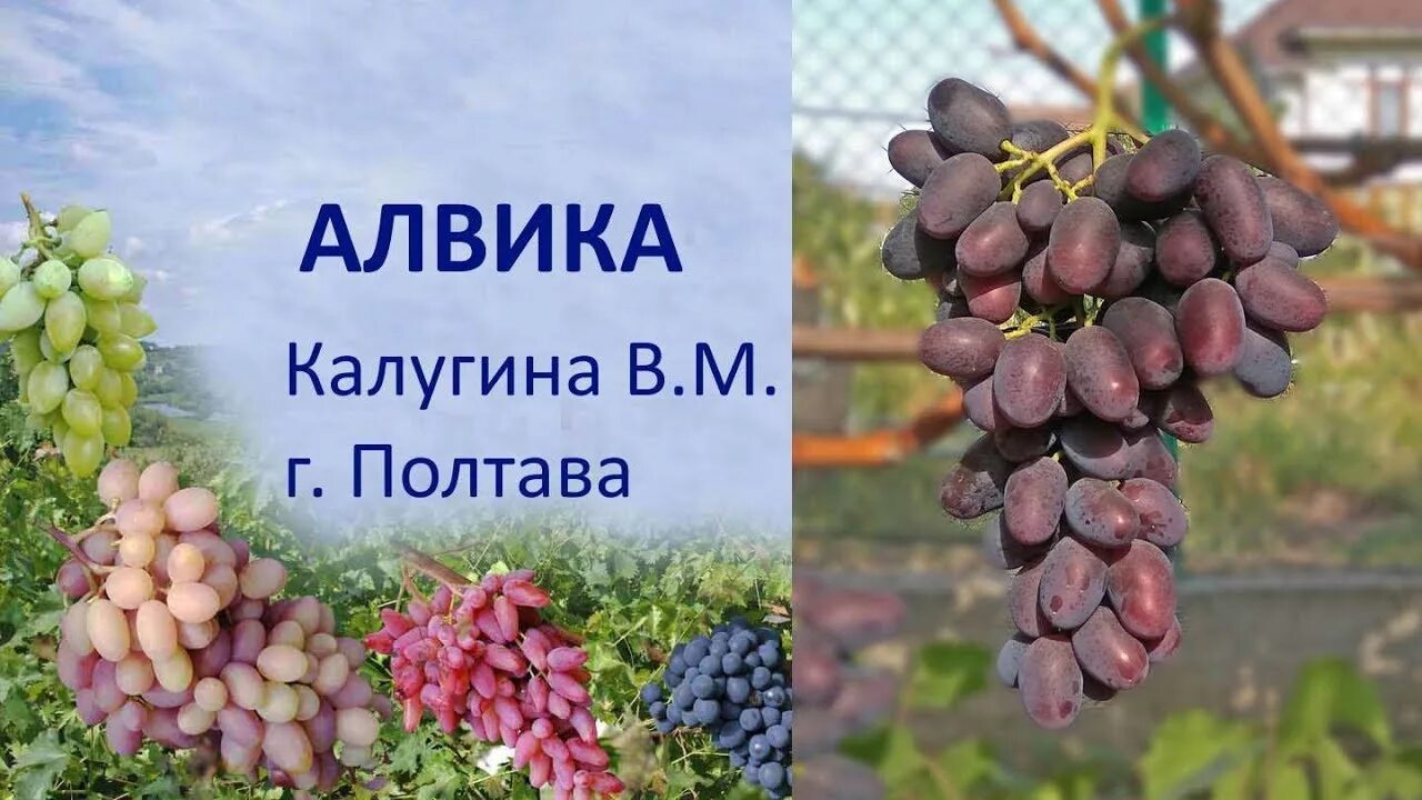 Алвика сорт винограда фото @Виноград 2019 Виноград Алвика Отзыв о винограде - YouTube