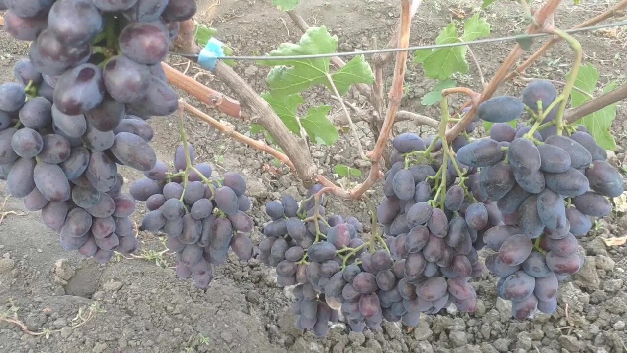 Алвика сорт винограда фото Виноград Алвика.06.09.2020г. - YouTube