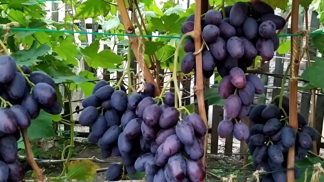 Алвика сорт винограда фото Виноград Алвика,Виноградник Тепловой Т А - YouTube