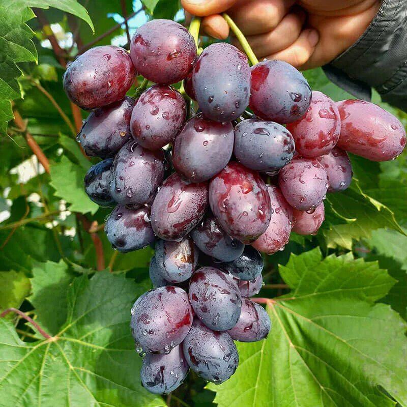 Алвика сорт винограда фото Виноград "Алвика" Купить Ранние сорта винограда по выгодной цене