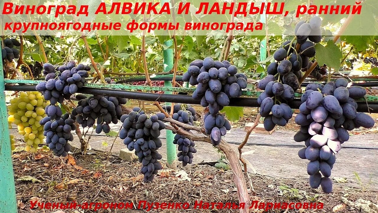 Алвика сорт винограда фото Виноград АЛВИКА и ЛАНДЫШ в сравнении. Две очень крупноягодные формы. (Пузенко На
