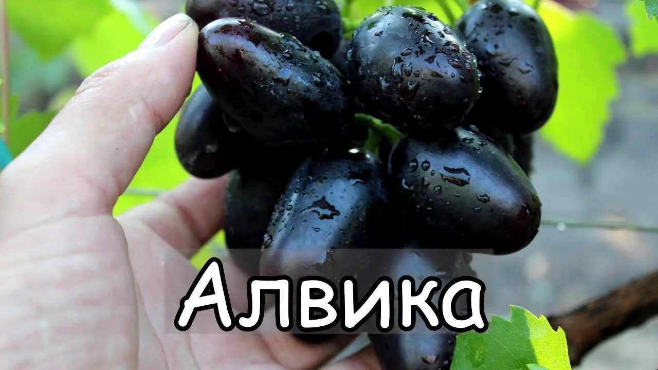 Алвика сорт винограда фото Виноград Алвика. НОВАЯ ГИБРИДНАЯ ФОРМА Калугина В.М. - смотреть видео онлайн от 