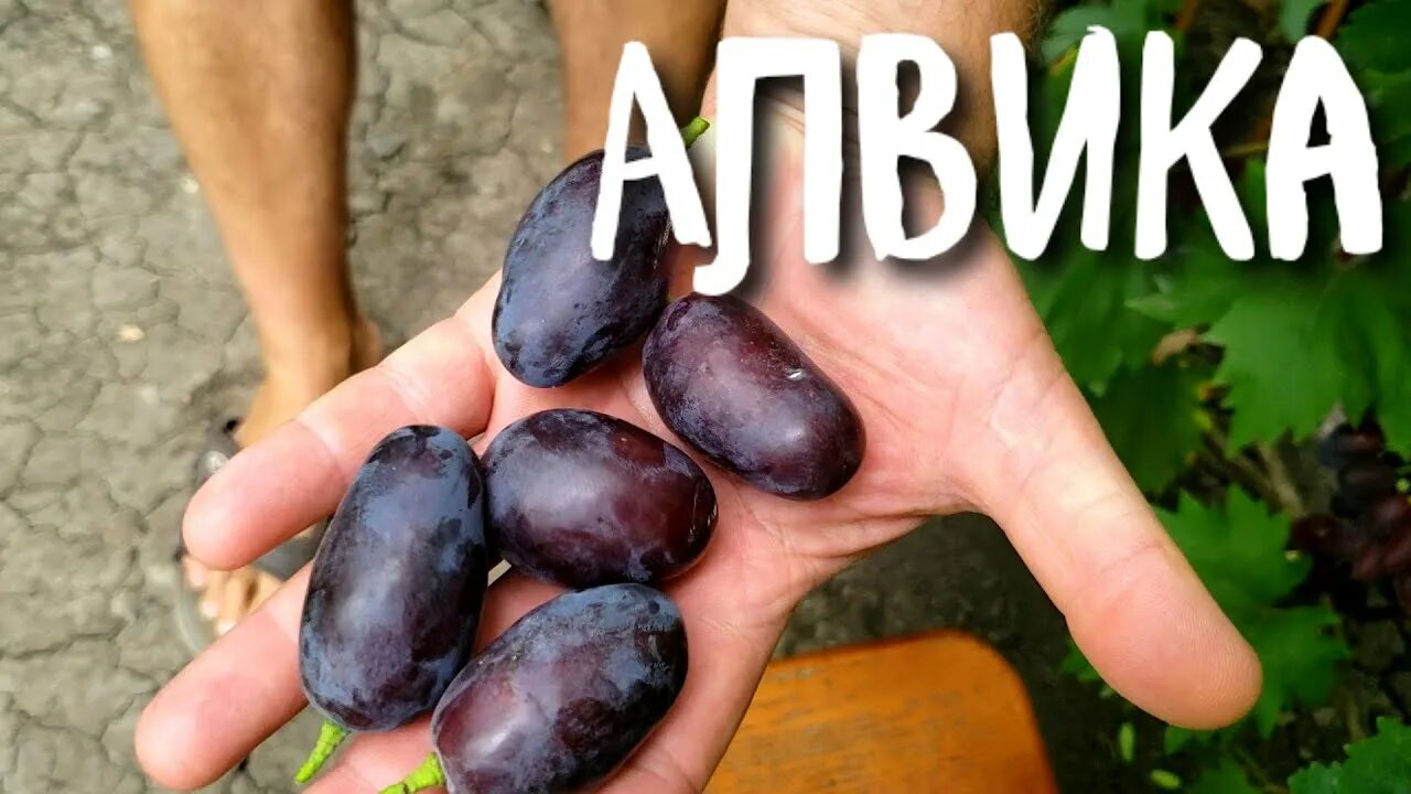 Алвика сорт винограда фото Алвика - САМЫЕ большие ягоды винограда. Украшение нашего виноградника - YouTube