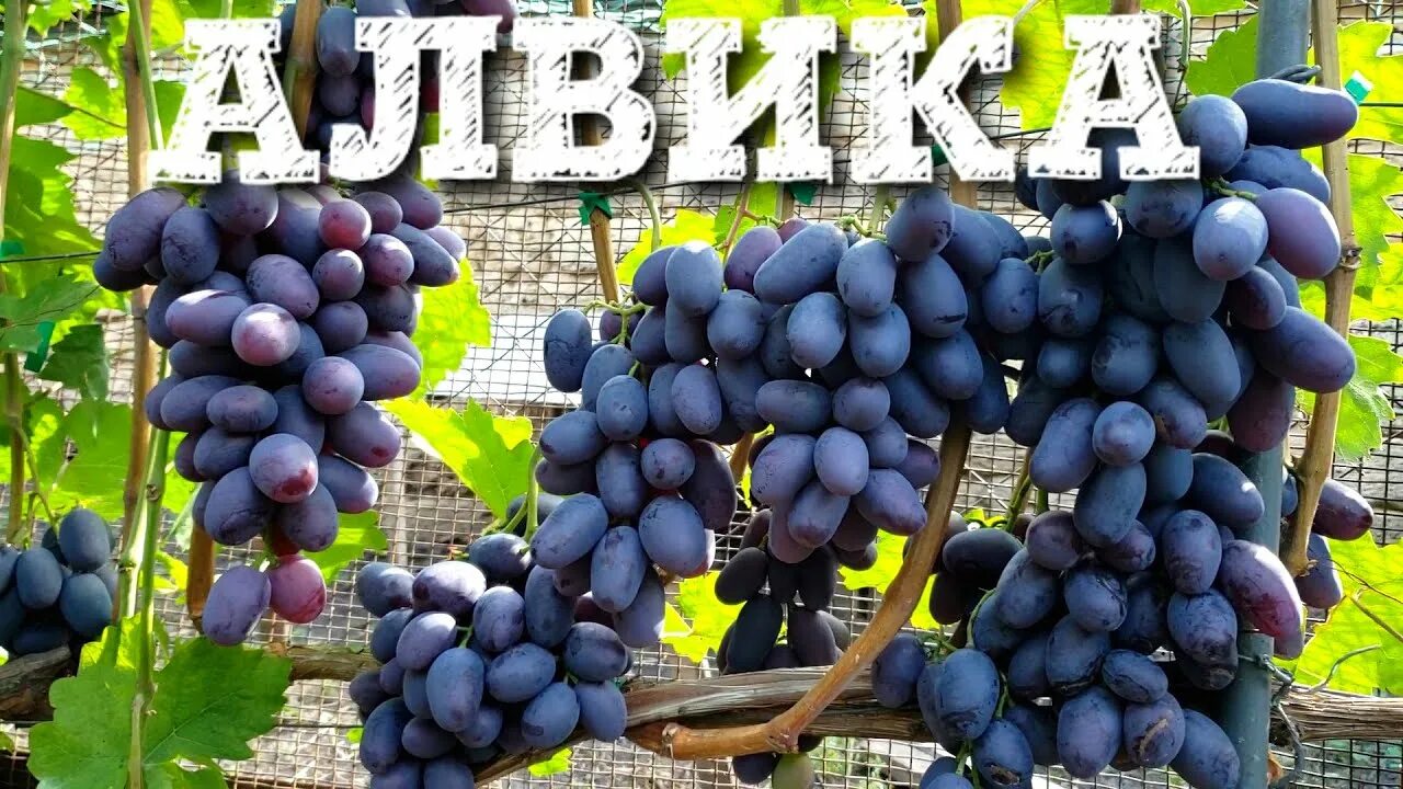 Алвика виноград описание сорта фото отзывы садоводов АЛВИКА - САМЫЙ КРУПНЫЙ ВИНОГРАД В МИРЕ. УРОЖАЙНОСТЬ НА ВЫСОТЕ - YouTube