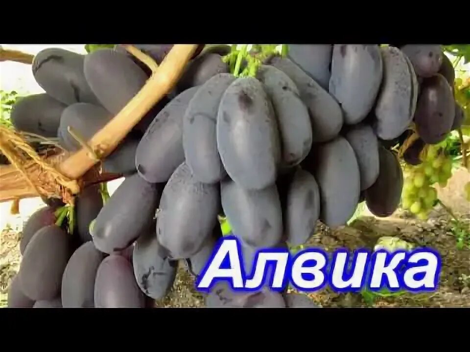Алвика виноград описание сорта фото отзывы садоводов Алвика 16.08.2019. Самые крупные ягоды винограда. - YouTube