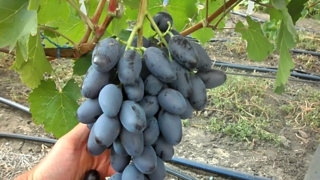 Алвика виноград описание сорта фото отзывы садоводов Виноград Алвика саженцы купить в Москве и Подмосковье в питомнике