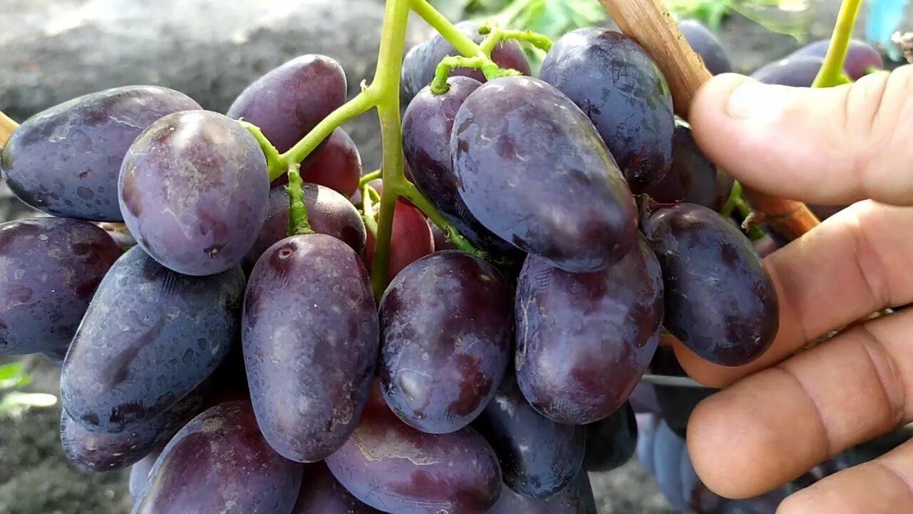 Алвика виноград описание сорта фото отзывы садоводов Клубни Виноград Фруктория купить по выгодной цене в интернет-магазине OZON (1266