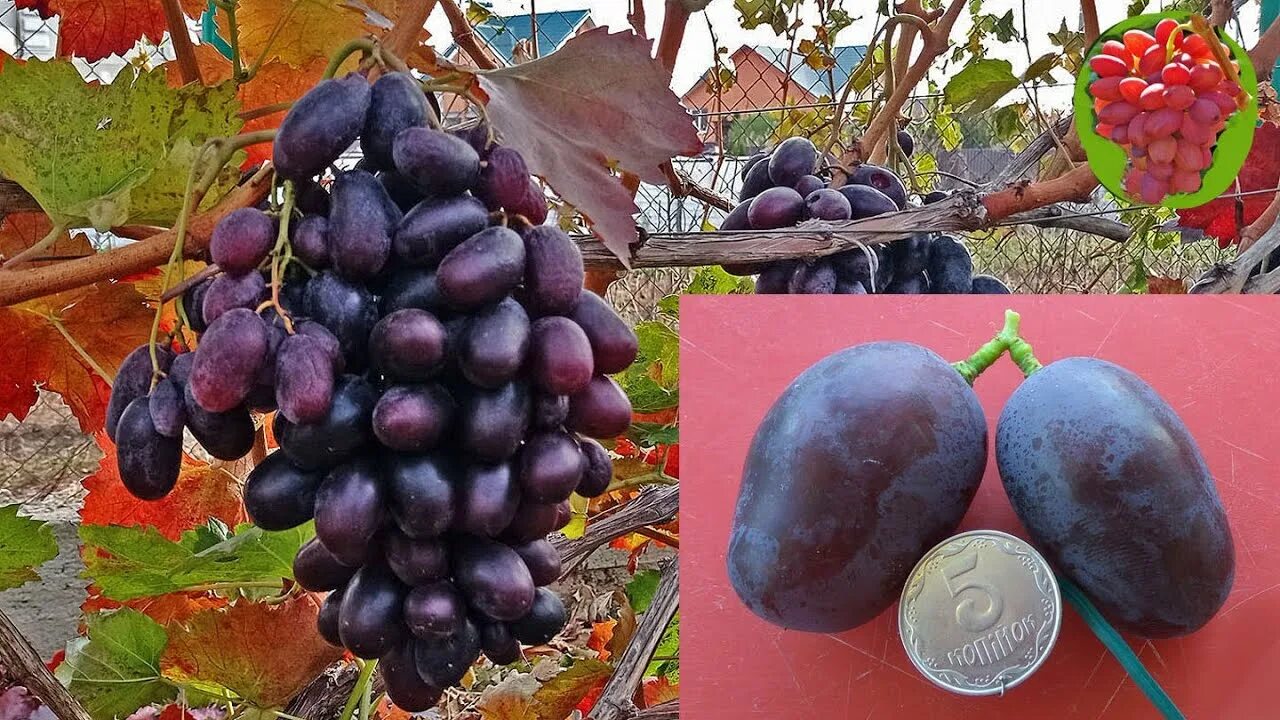 Алвика виноград описание сорта фото отзывы садоводов @Виноград Алвика. Крупный виноград. Вкусный виноград - YouTube