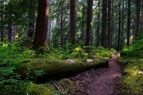 Качественные фото леса Olympic National Forest - Tunnel Creek Trail #841