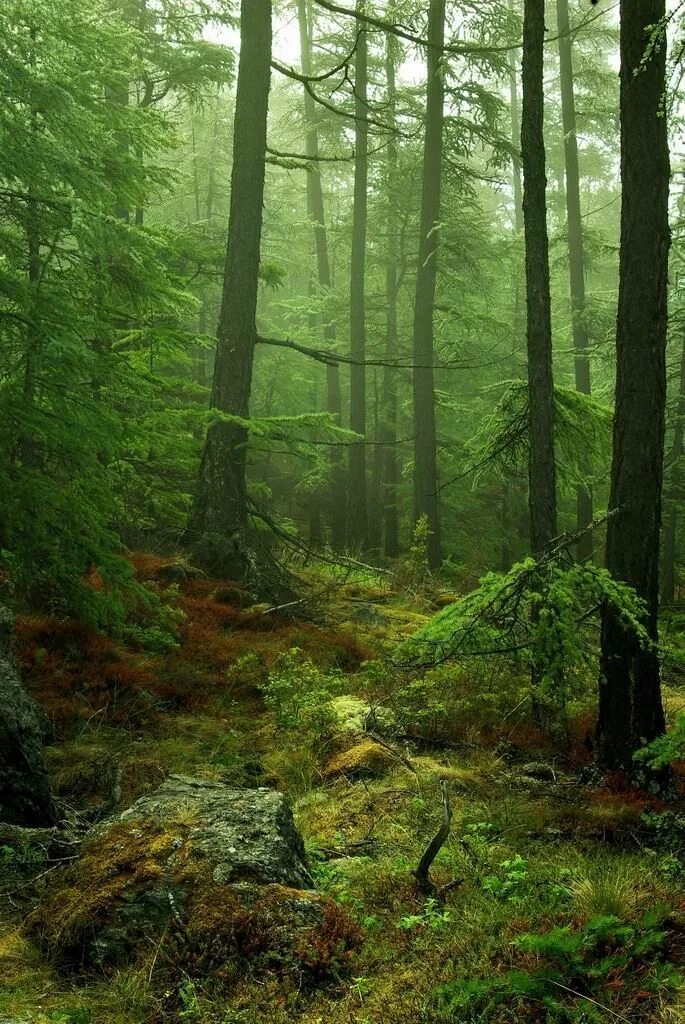 Качественные фото леса oceanwitch Forest photography, Landscape, Nature photography