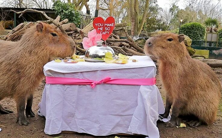 Кафе капибара екатеринбург фото Cute Capybaras Enjoy Romantic Valentine's Day Meal