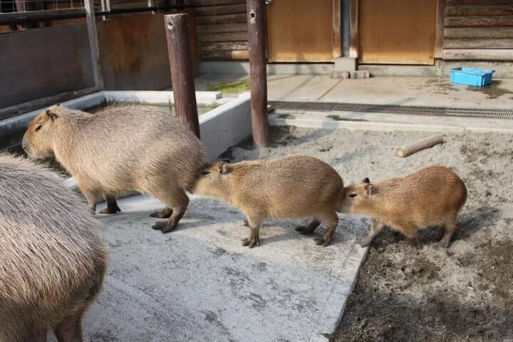 Кафе капибара екатеринбург фото 27 Ways The Capybara Is The Life Of The Party Capybara, Unique animals, Funny an