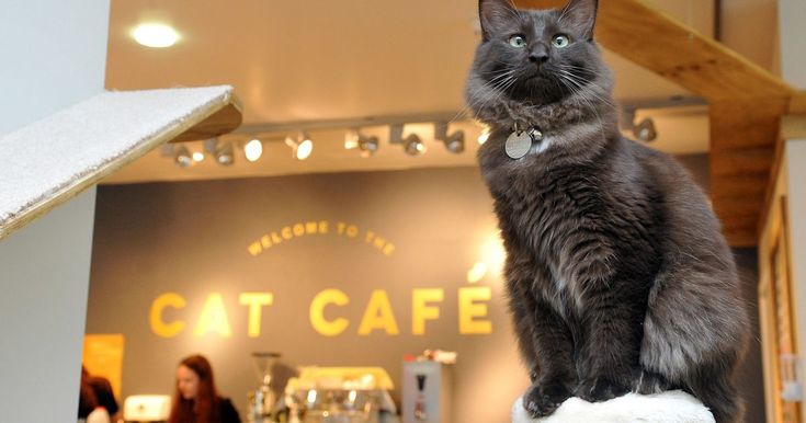 Кафе кошек фото First look as Manchester's first cat cafe opens Cat cafe, Cats, Cat hotel