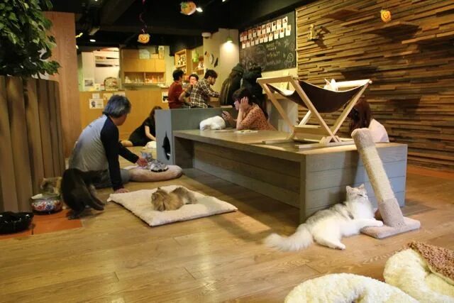 Кафе кошек фото Cat Cafe, Japan Cat cafe, Pet cafe, Cafe design