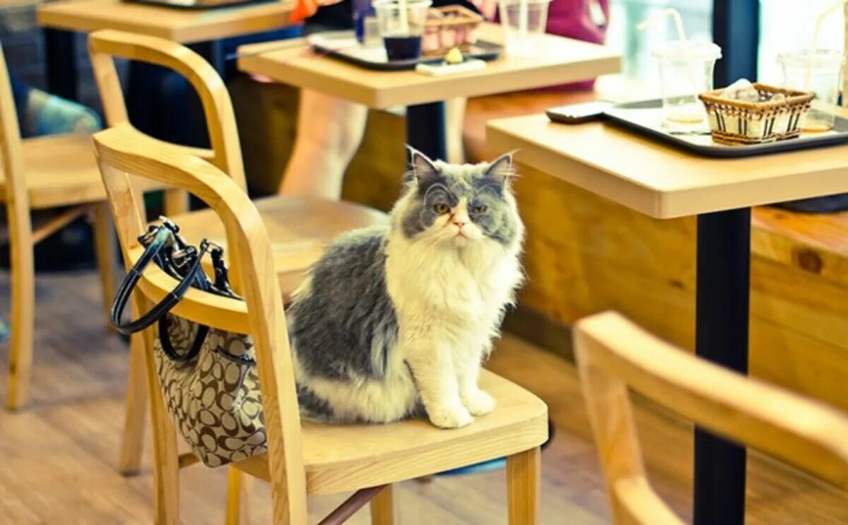 Кафе кошек фото The Long Regulatory Road to America's First Cat Cafe - Bloomberg