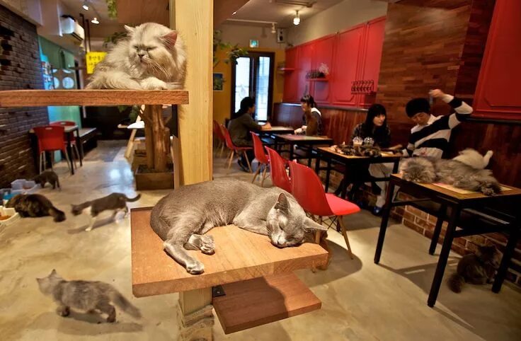 Кафе кошек фото cat cafe! cats and coffee..two of the best things ever! Gato japonês, Gatos de e