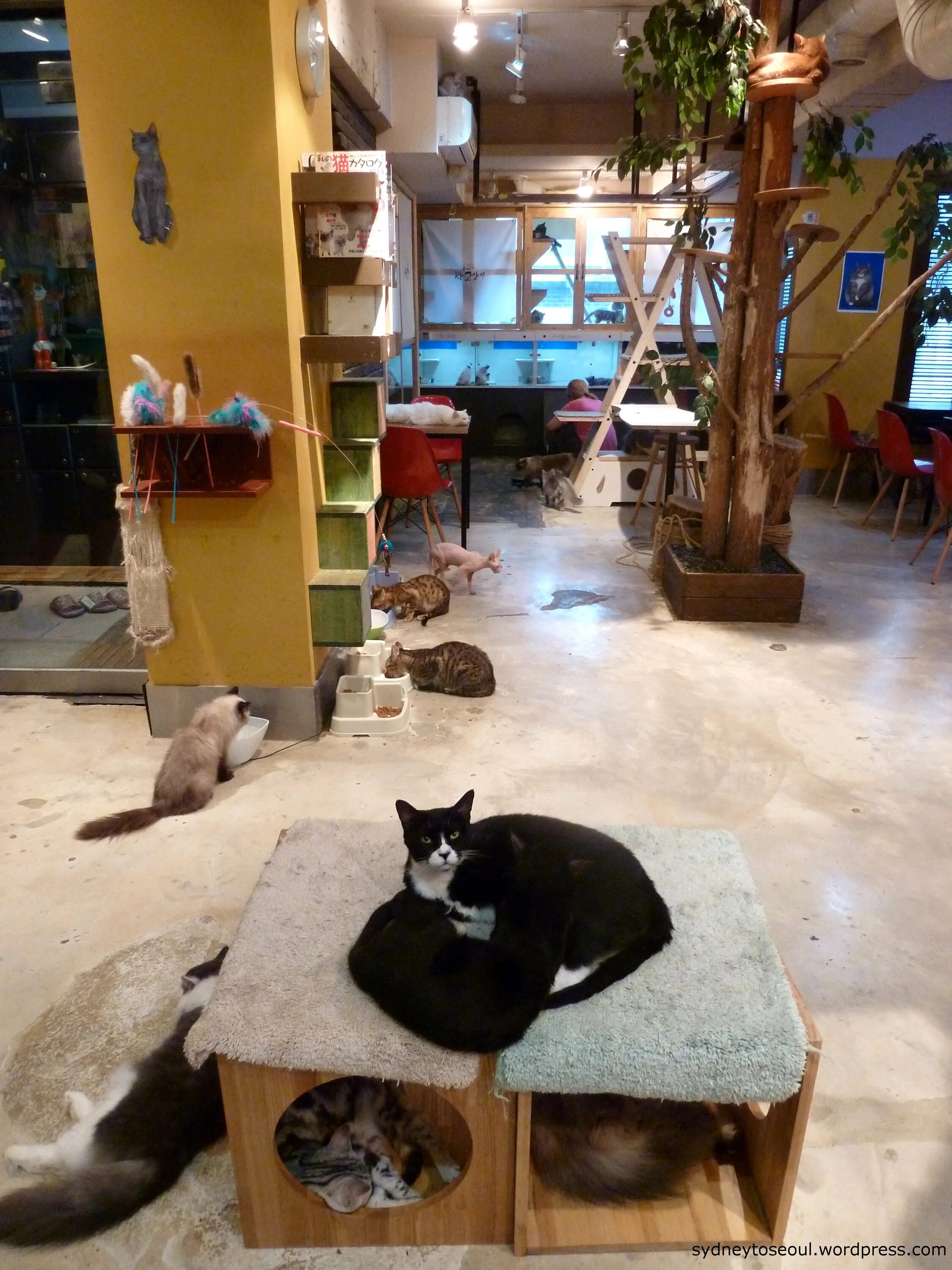 Кафе кошек фото Cheong Chun Cat Cafe in HongDae - sydneytoseoul