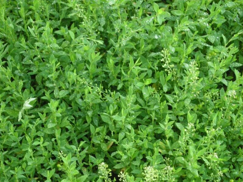 Канатопка трава фото Knotgrass Herb Polygonum aviculare L Health Embassy 100% Etsy Nederland