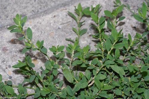 Канатопка трава фото Polygonaceae + Primulaceae + Rubiaceae Flashcards Quizlet