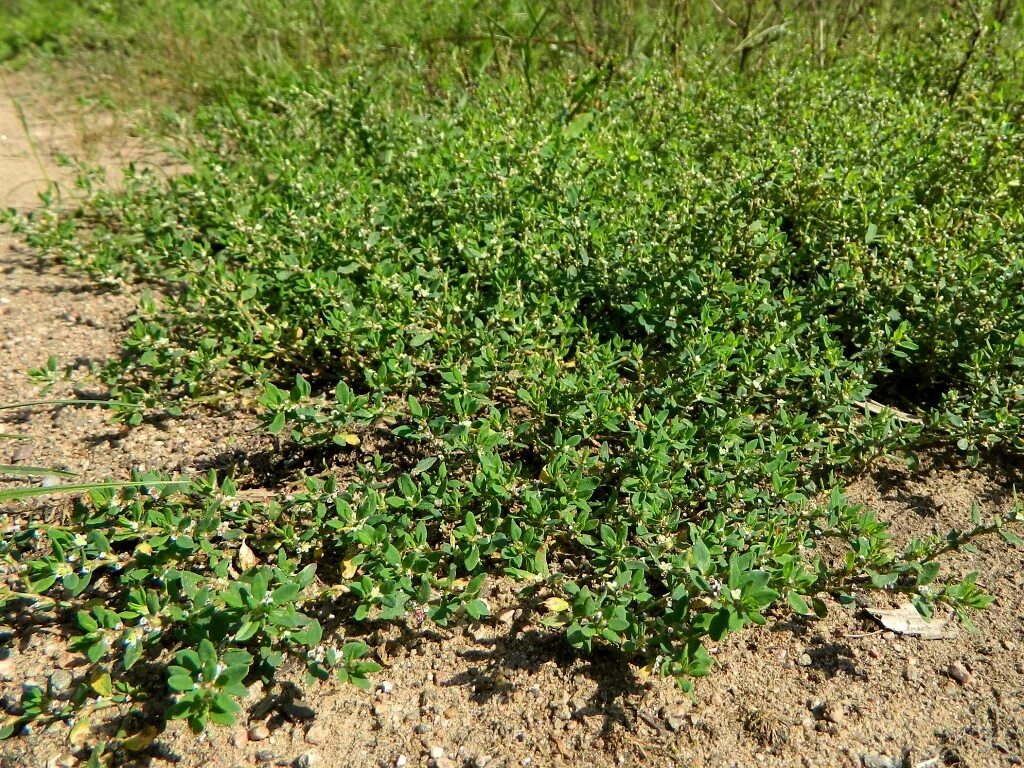 Канатопка трава фото Polygonum arenastrum - Image of an specimen - Plantarium