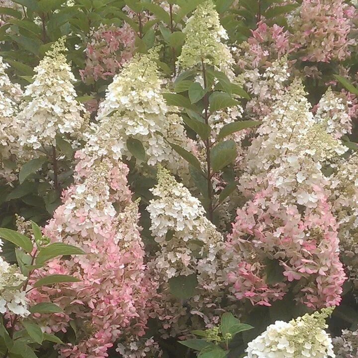 Канделайт гортензия метельчатая фото Hydrangea paniculata 'Candlelight'®