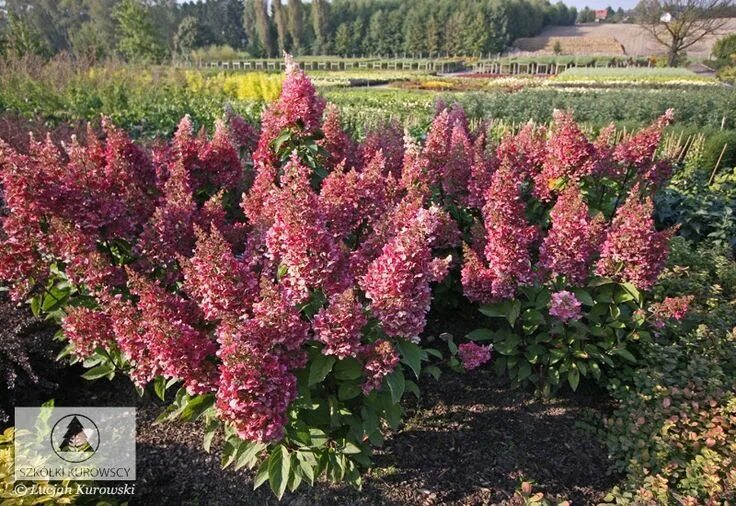 Канделайт гортензия метельчатая описание и фото отзывы Hydrangea paniculata 'Candlelight' - Hortensja bukietowa 'Candlelight' - Szkółki