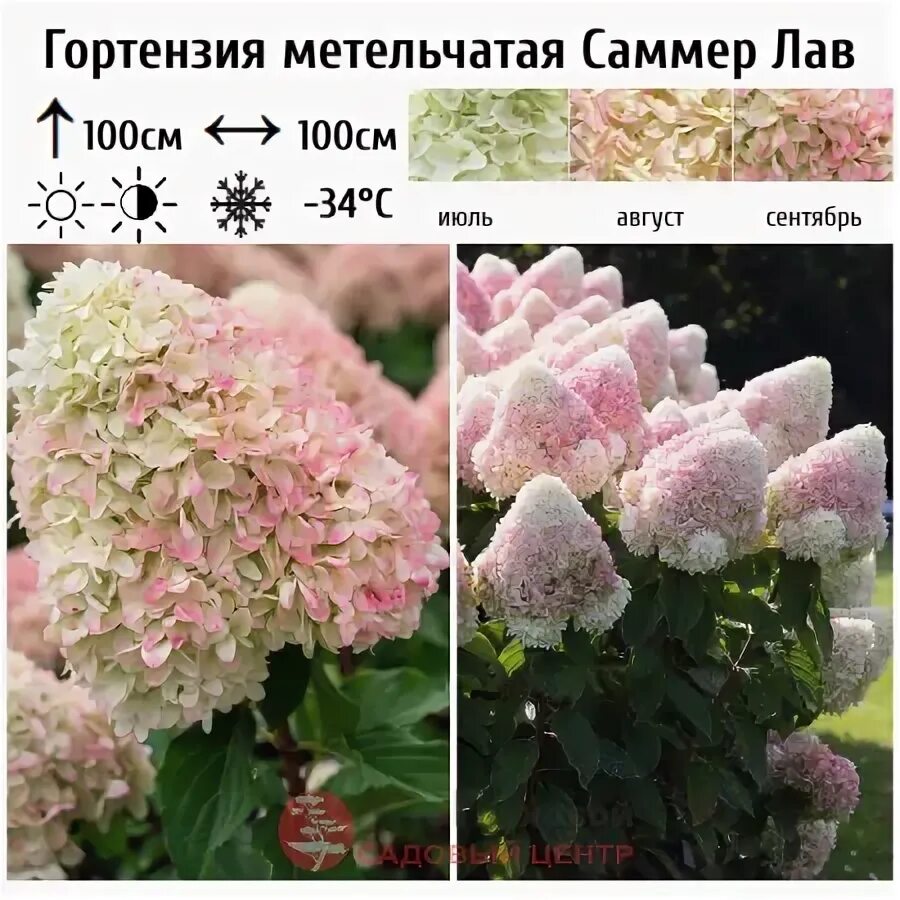 Канди лав гортензия метельчатая описание и фото Гортензия метельчатая Саммер Лав: купить саженцы в интернет-магазине питомника В