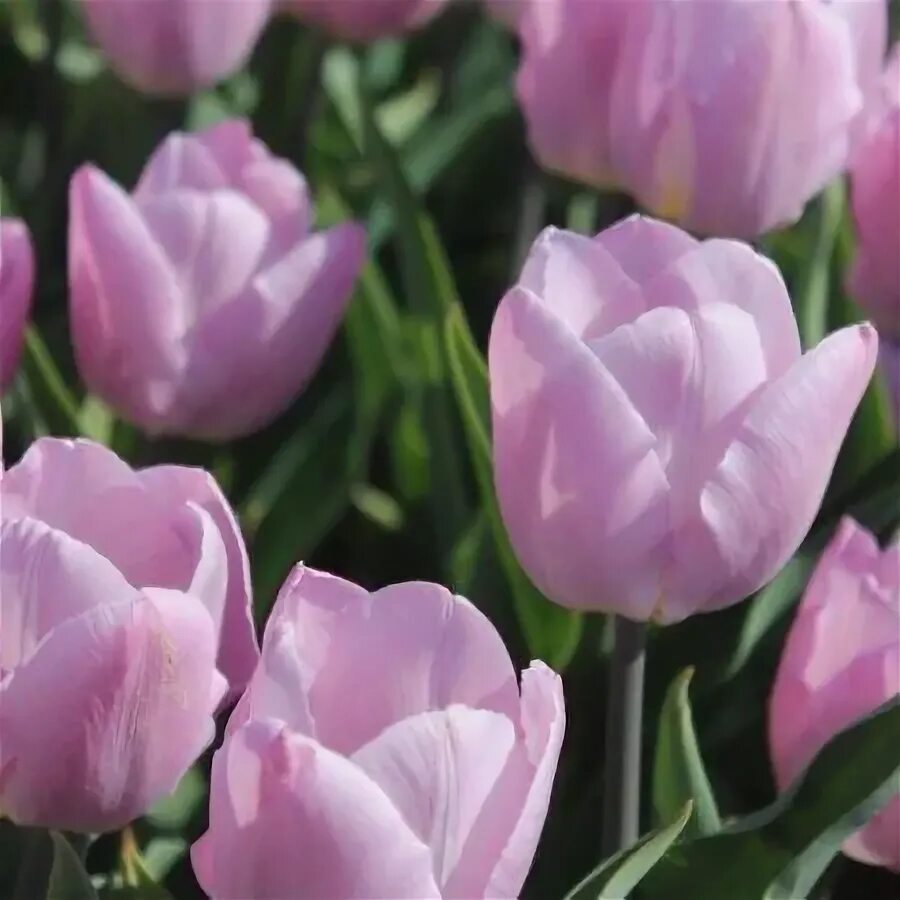 Канди принц тюльпан фото Тюльпан Кенди Принц Flowers, Rose, Garden