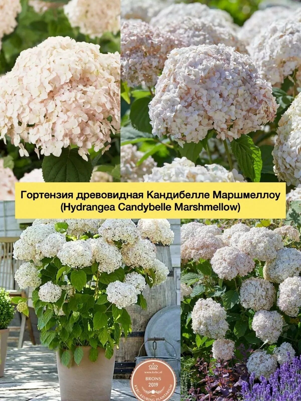 Кандибелле маршмеллоу гортензия древовидная описание и фото Гортензия кандибелле маршмеллоу AnikStroy.ru