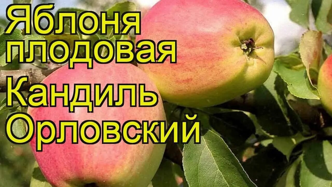 Кандиль орловский яблоня описание фото отзывы садоводов Яблоня плодовая Кандиль Орловский. Краткий обзор, описание malus domestica Kandi